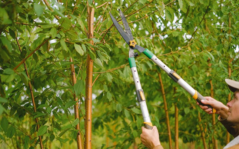 Tree trimming in Green Valley, WI