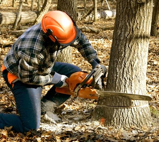 Tree Removal in Green Valley, WI